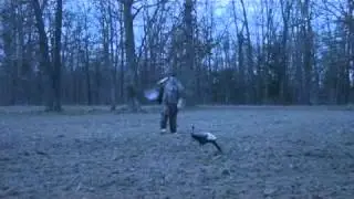 Cody's Gobbler