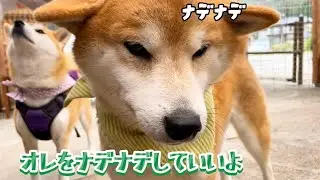 柴犬撫でたらオレもあたちもと柴犬4匹で甘えん坊大会が始まりました。。。