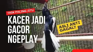 TERNYATA SEMUDAH INI KACER AGAR GACOR DAN NGEPLAY‼