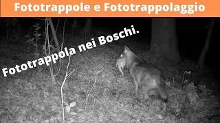 Fototrappola riprende Lupi, Cinghiali, Volpi, Istrici, Tassi.