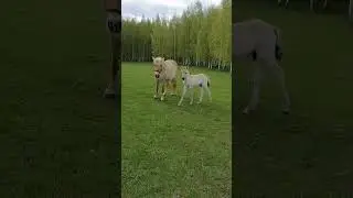 #horse #животные #love #лошади #лето #nature #live #дом