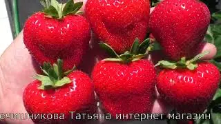 МОЛЛИНГ АЛЛЮР клубничные бриллианты ослепляет своим блеском и красотой