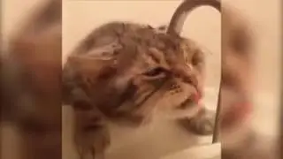 sevimli kedinin musluktan su içmeye çalışması :)