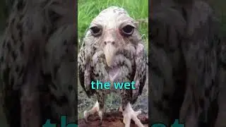 Do you think this owl is ugly? 😠