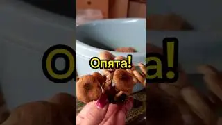 🍄🍄Опята! 