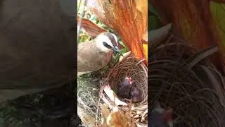 Bird feeding its baby
