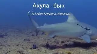 Акула - бык