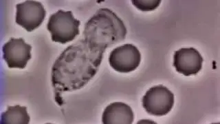 One Day in the Life of a Leukocyte