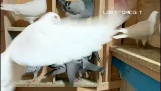 FIGTHING PIGEON | PULA vs PUTI | RED vs WHITE #racingpigeons #kalapatids #pigeonlover #pigeonfight