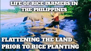 FLATTENING THE LAND PRIOR TO RICE PLANTING | WITNESS THE LIFE OF RICE FARMERS IN THE PHILIPPINES EP4