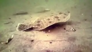 underwater camera view of summer flounder / fluke fishing