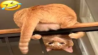One Hour of the BEST Cat Memes on the Internet 😂😂