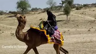 Dancing Camel|Camel race|رقصة الجمل