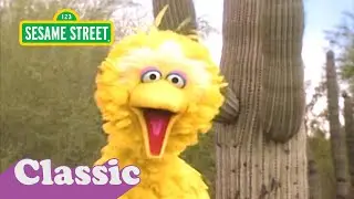 Big Bird's Video Postcard: Arizona | Sesame Street Classic