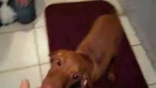 Ms. Penny Puppy