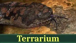 Арафурская бородавчатая змея (лат. Acrochordus arafurae)