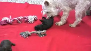 AKC Miniature Schnauzer Puppies for Sale from Dyer Farms