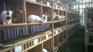 Ternak Kelinci [081213644254] - Keuntungan Budidaya Ternak Kelinci Ternyata Menggiurkan
