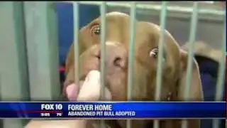 Brownie Finds a Forever Home