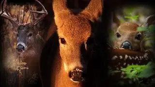 White-tailed Deer of Ojibway Prairie: A Year in Windsor, Canada