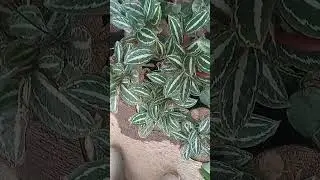 MACAN MARANTA MACAN#shots