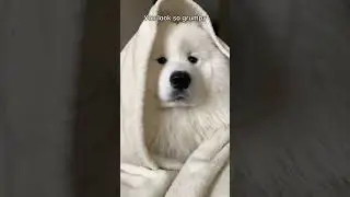 Do I look so grumpy! #viral #samoyedpuppy #youtubeshorts #youtube #samoyed #youtubevideos #yt #pets