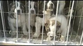 24 января 2021 г.#щенки#отец Боца сына Каракене и внука Алапара#Мама дочка Батухана# АВ#КВ#