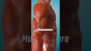 Why Muscle & Protein Matter After 30