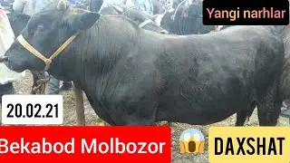 Bekobod Molbozori/ Navoiy Molbozori