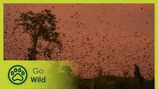 People & Bats (trailer) | Go Wild