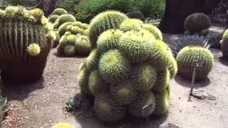 The Huntington Botanical Garden Desert Garden, August 31, 2013 (Golden Barrel Fever!)