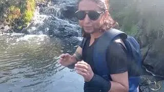 EN BUSCA DEL AMBYSTOMA LERMAENSE(Axolotes salvajes)
