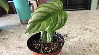 Last plant 🌱 unboxing for August