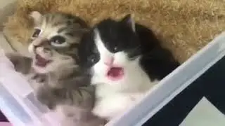 Daily dose of adorableness #1