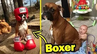 Hilarious Photos That Prove Boxers Are The Weirdest Yet Most Adorable Dogs Ever
