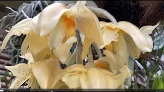 Крапчатые Каттлеи, Гламурная Гора, Стангопея, Дворовый Кенгуру..Stan. wardii, C. Deception Palouse 🥰