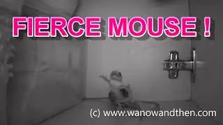 FIERCE MOUSE!