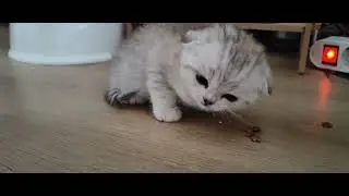 Kitten Eating Food