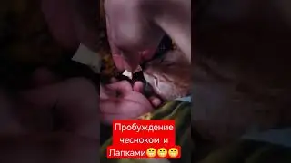 #cat который любит чеснок в нос