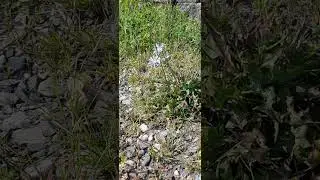 Google Lens Says This is Chicory