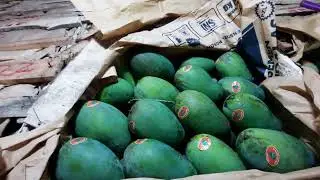 OBRAL MANGGA DAN BUAH NAGA DI KAMIL BUAH #kamilbuah