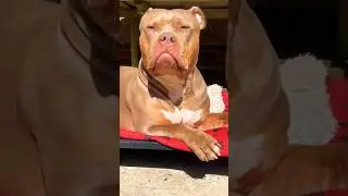 The Most Beautiful XL American Bully Female😍#americanbully#xlamericanbully#xlbully#shorts#fyp#dog