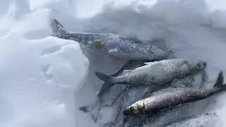 Ответы на многие вопросы.