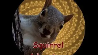 Squirrel Adventure Hypnosis