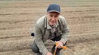 Посев сахарной свеклы.