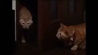 Half life 2 moment