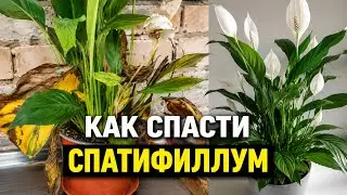 Спатифиллум. Почему желтеют листья  спатифиллума . 5 основных причин.
