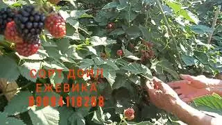 Еще раз про Доил