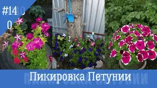 Пикировка петунии