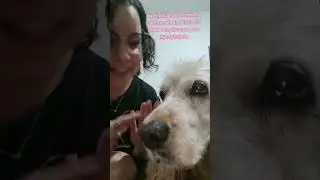 falando sobre taylor swift pra minha cachorra